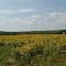 Field of Sunflowers, 2012-07-30