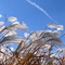 Unionville reeds