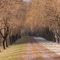 Willow Lane
