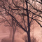 early morning mist