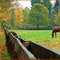 October scenery with colour matching Horse (Paisaje de octubre con color que empareja a Caballo)