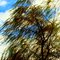 Colors of the Wind