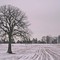 mighty oak and farm, soon to disappear!
