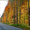 Glorious autumn leaves in the morning sun! , TTT December