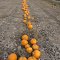 A pumpkin patch on Little Creek Road, October.