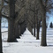Tree avenue, Vulcan, Alberta.