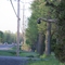 Tree Offers a Hand