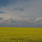 The Yellow Sea? Near Acme Alberta