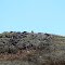 Inuksuk on the hill