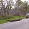 Gator Crossing