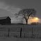 the lone elm and its bodyguard