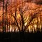 Sunset in spring forrest
