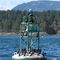 Cormorants resting near Swartz Bay Ferry Terminal