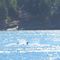 Killer whales in Active Pass, viewed from Bellhouse Park Galiano