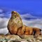 Proud Male Steller Sea Lion - Belle Chain Islets, BC