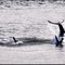 Orcas