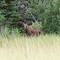 moose
