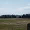 Greening Fields