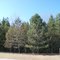 Roadside Pines