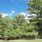 Pine Trees