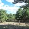Sun-Lit Pines