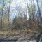 Spring Forest