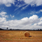 Hay