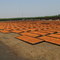 Apricot dry yard