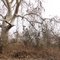 Poison Oak Country