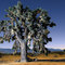 Tree and stars