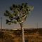Joshua tree at night