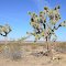 Joshua Tree