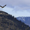 Red Tailed Hawk in Shasta Valley