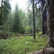 Trees and Ferns in Mount Shasta Forest