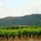 Grapevines