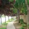 Shady Stroll