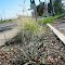 Street side Ornamental