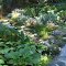 Our Edible Garden in Sacramento