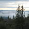 Tule Fog Rising up in the Morning