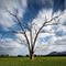 Tree and Field II