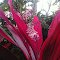 Flowers, Iphone picture
