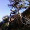 The "A" Tree