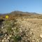 Lone Flower - North Etiwanda Preserve