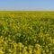 Wild Mustard In Tranquillity