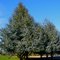 Trees at Ortega Park