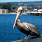 Santa Cruz - Pelican at the Wharf, California