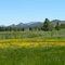Knutson Meadow
