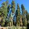 Mossy Firs on Yuba Pass...