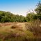 Clearing Near Lion Spring
