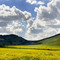 Wildflowers in Frazier Valley near Springville, CA.